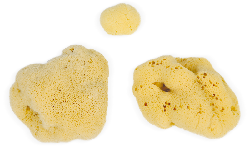 Natural Sea Sponge
